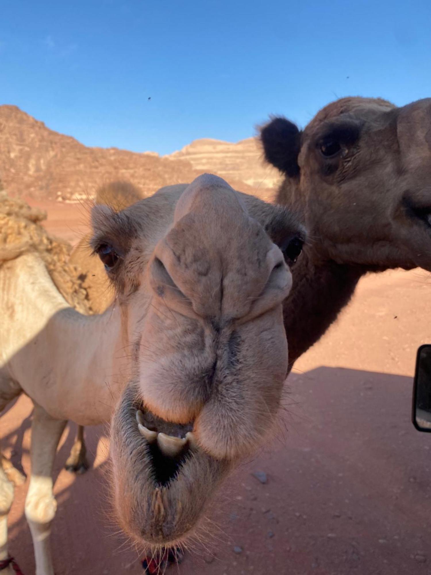 Wadi Rum Desert Heart Camp Eksteriør bilde