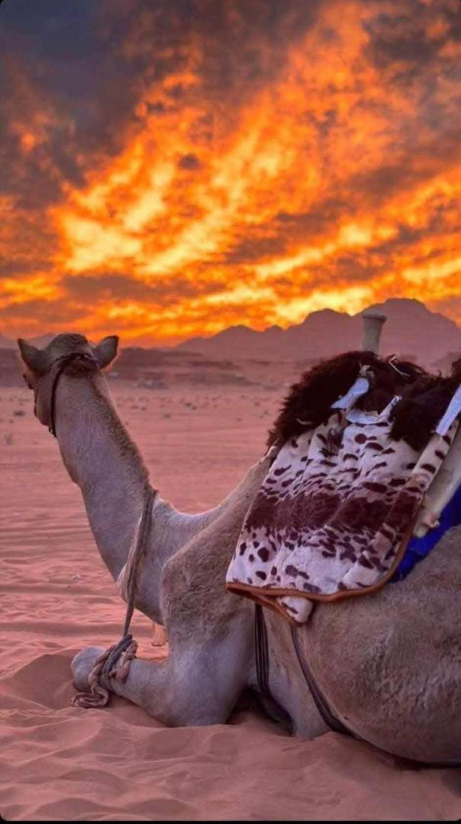 Wadi Rum Desert Heart Camp Eksteriør bilde